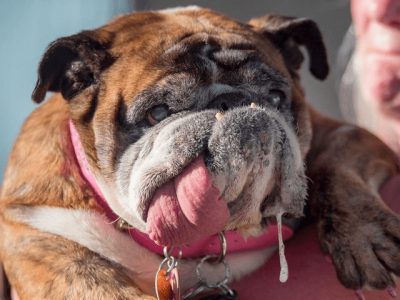 На Всесвітньому конкурсі у США обрали найбридкішого собаку світу