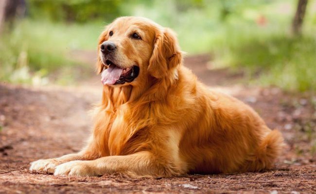топ-10 найрозумніших порід собак