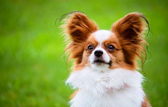 топ-10 найрозумніших порід собак