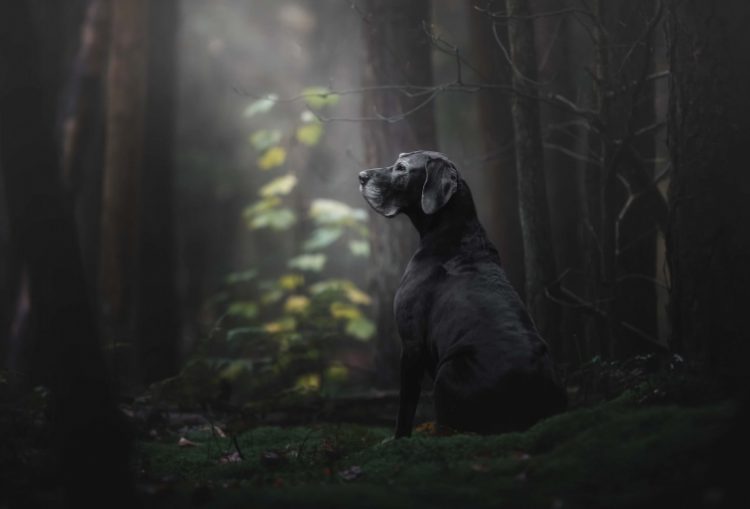 Топ-10 світлин із Всесвітнього фотоконкурсу собак у 2018 році