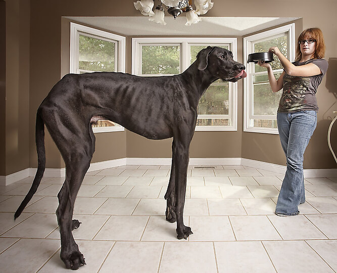Найменший та найбільший у світі пес