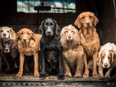 Топ-10 світлин із Всесвітнього фотоконкурсу собак у 2018 році