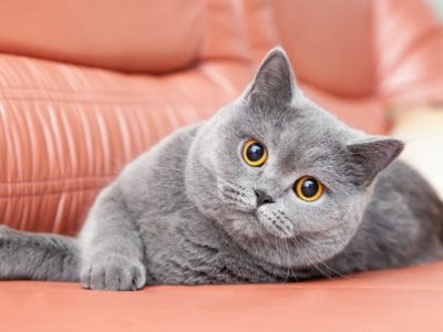 Топ-10 найкрасивіших порід кішок
