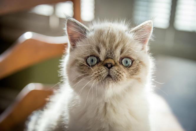 Топ-10 найкрасивіших порід кішок