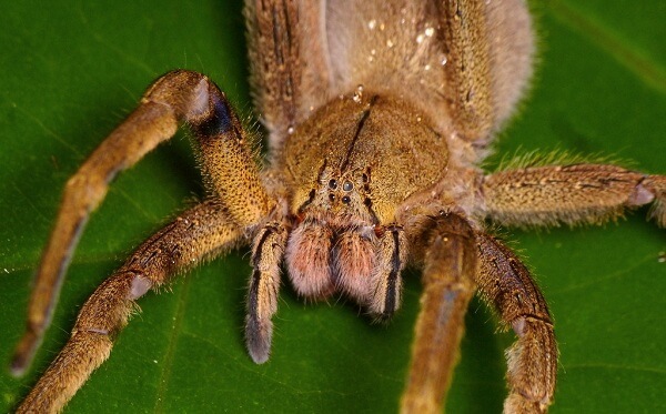Топ-10 найстрашніших павуків у світі