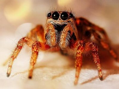 Топ-10 найстрашніших павуків у світі