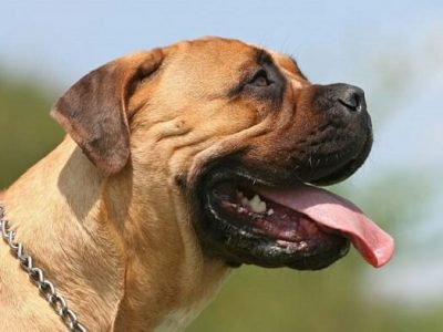 10 кращих сторожових порід собак для охорони та захисту