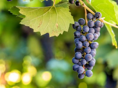 10 науково доведених причин, чому виноград корисний для здоров’я