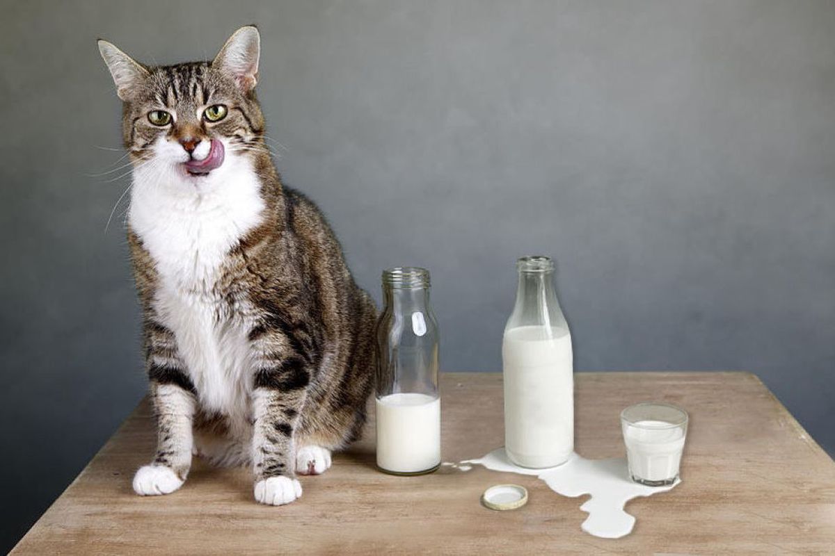 Кошки пьют лапой. Кот лакает молоко. Кот пьет молоко. Котик пьет молоко. Молочная кошка.