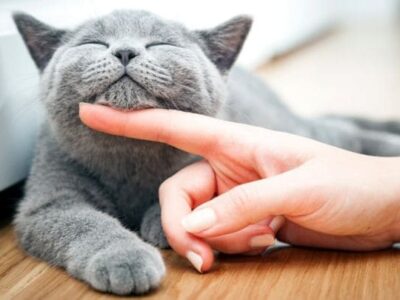 Як дресирувати неслухняну кішку: Топ 5 дієвих методів