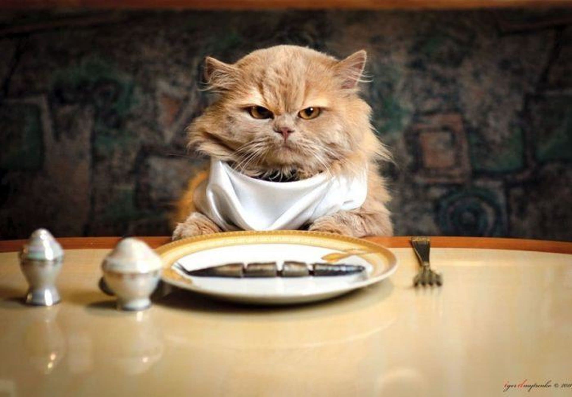 Кошка голодный песня. Кот за столом. Приятного аппетита кошки. Котик с едой. Кот кушает.