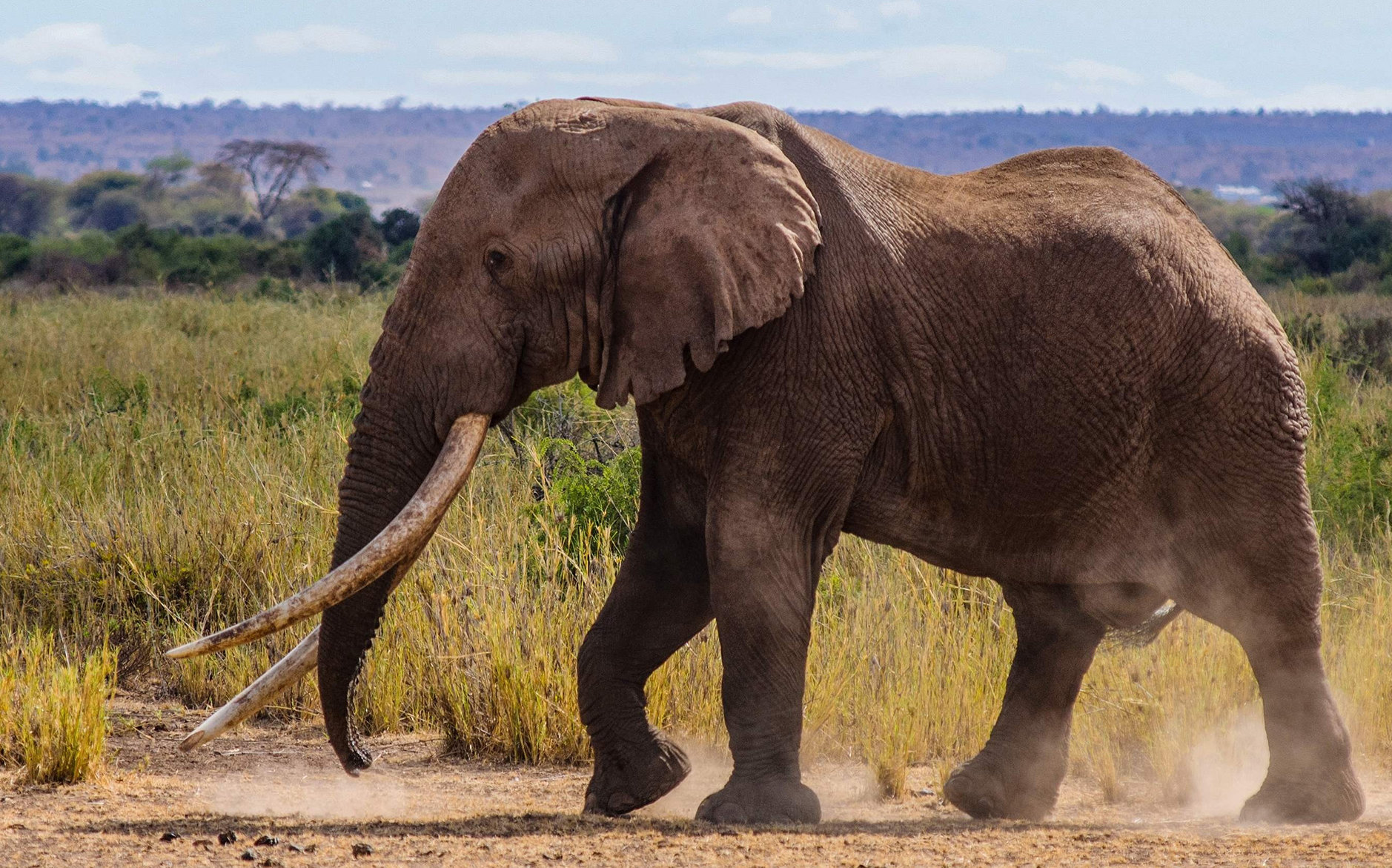 Самое крупное животное африки. Африканский саванный слон. Хобот и бивни слона. Бивни африканского слона. Африканский слон с большими бивнями.