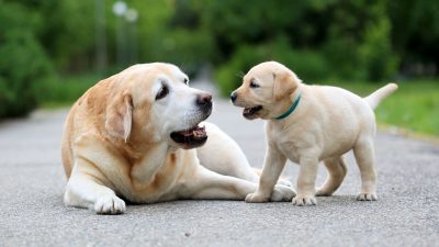 ТОП 10 неймовірних фактів про бійцівські породи собак