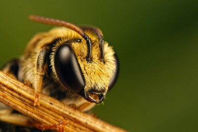 Не медом єдиним – топ 10 фактів про користь бджіл
